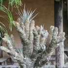 Vegetal que deu origem ao nome desse paraíso - Canela de Emadp